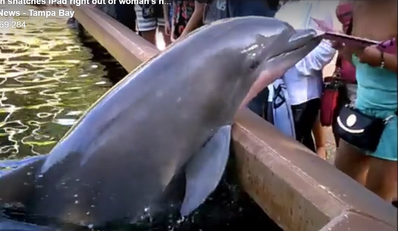 "Не отвлекайся"! В США дельфин стащил iPad у посетительницы морского парка 1