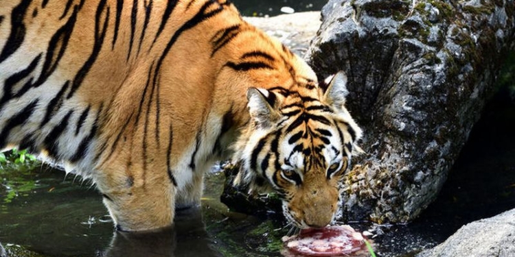 Крупные животные к 2100 году могут полностью исчезнуть с лица Земли