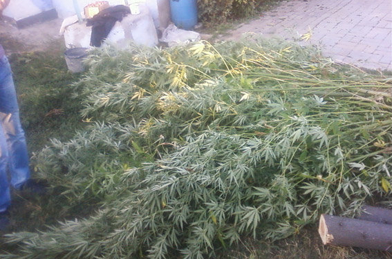 В Вознесенском районе полицейские изъяли 82 куста конопли