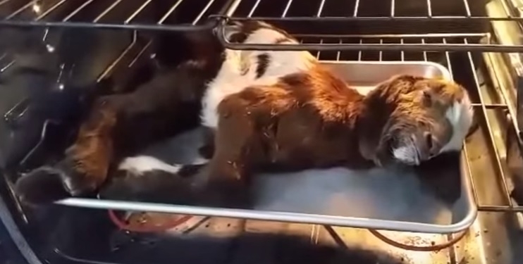 Не жаркое. Фермер оживил замерзшего козленка…в духовке