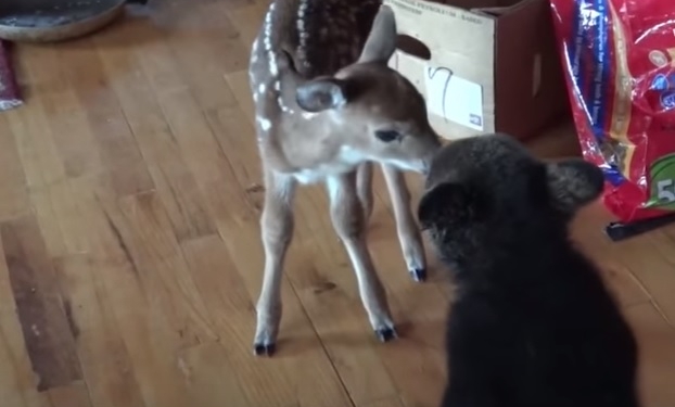 Потом враги, сейчас – друзья. Медвежонок и олененок еще не знают, что они хищник и жертва