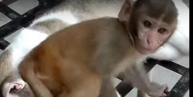 Вот так и у людей бывает. Терпеливый кот и гиперактивная обезьяна – прекрасная компания