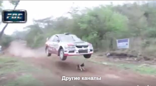 Пес выбежал на трассу авторалли и чудом остался жив – машина “перепрыгнула” через него
