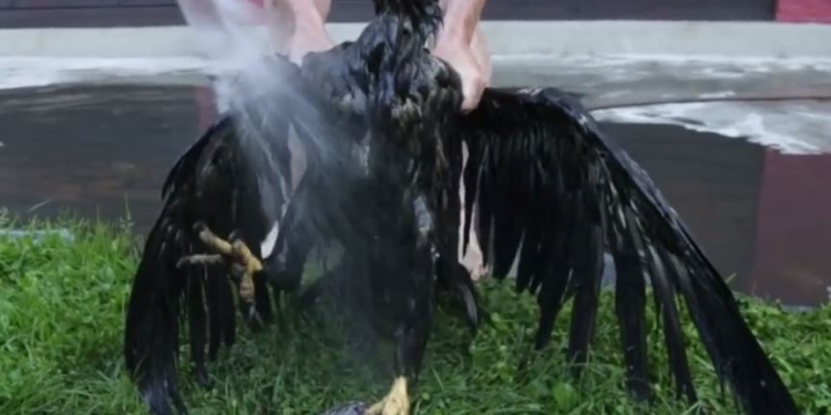 Еще чуть-чуть, и было бы поздно. Поляк, рискуя жизнью, спас орла, угодившего в болото