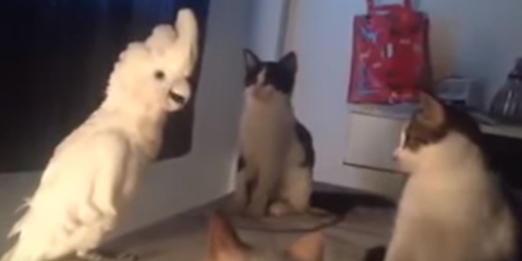 Жить захочешь – не так раскорячишься. Попугай притворился кошкой, и вполне успешно