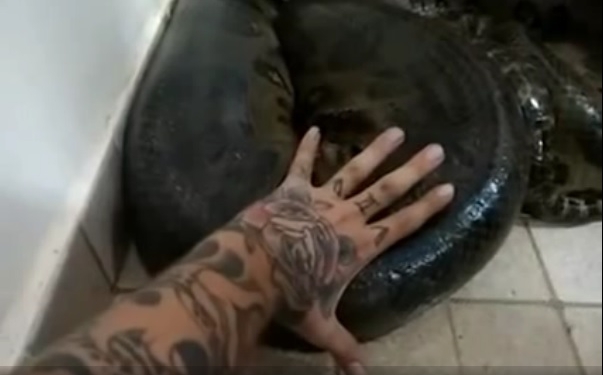 Безумец. Житель Бразилии нашел в своем доме анаконду и…решил ее погладить