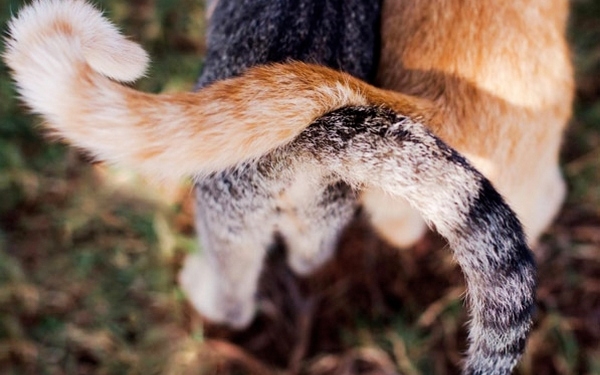 Для любителей моря, уединенности и кошек: кошачий рай на Гавайях