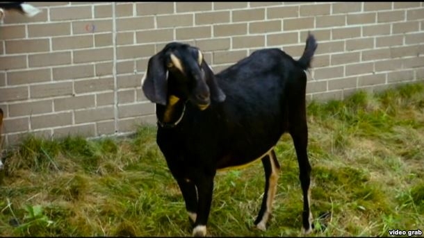 Везде одни козлы. Но в Нью-Йорке они ухаживают за парками, а в Николаеве?