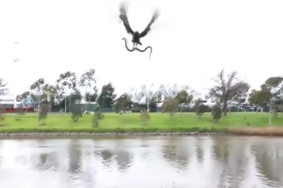 Полет ястреба. Хищная птица поймала змею, но не удержала – сбросила на головы отдыхающим