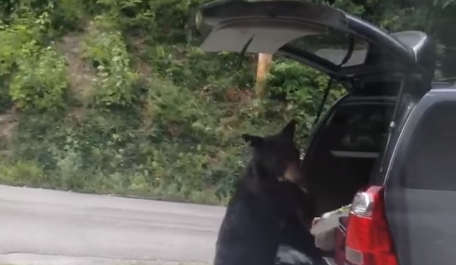 Турбизнес “вокруг животных” очень выгоден. А этот медведь сам зарабатывает на туристах