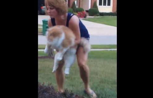 Беги, толстяк, беги. Но этого кота не так легко заставить пробежать хоть пару метров