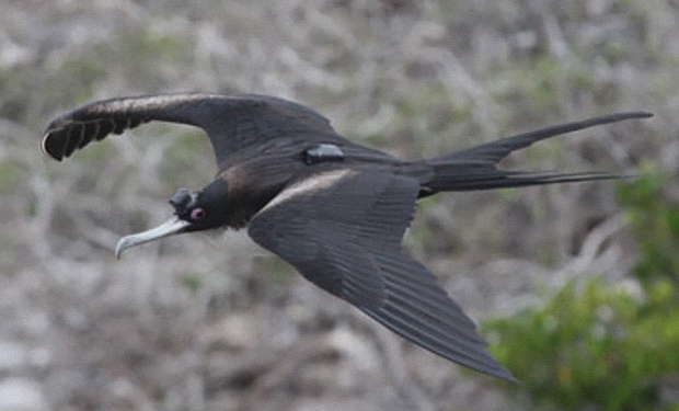 Сложно просыпаться? А птицы могут спать налету. Доказано