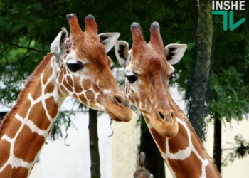 Голландские этюды. Artis – просто королевский зоопарк