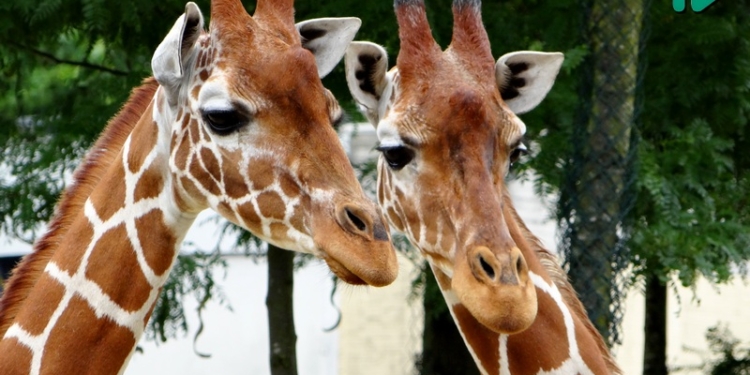 Голландские этюды. Artis – просто королевский зоопарк