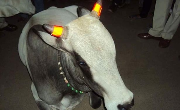 В Индии появились коровы со светящимися рогами