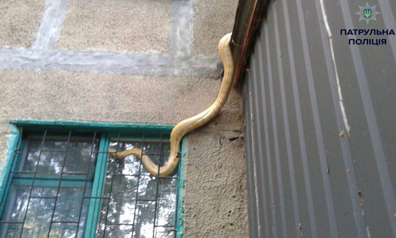 В Полтаве от хозяев сбежал питон. Ловила полиция