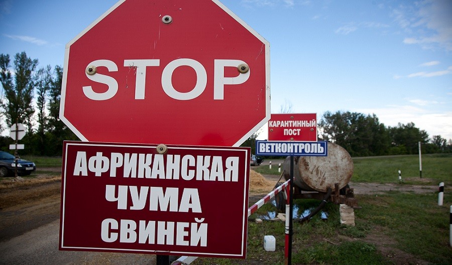 В пяти областях Украины зарегистрированы случаи африканской чумы свиней 1