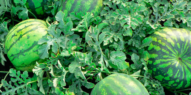 Арбуз весом 35 кг херсонский фермер привез на фестиваль в Голую Пристань