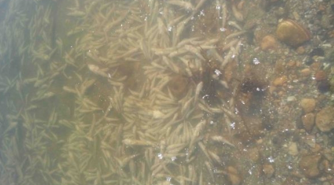 Таки да, пора ставить памятник. В Днепровско-Бугском лимане погибло 2,7 миллиона бычков