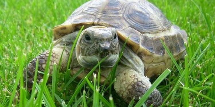 «А она как ломанулась!»: черепаха на беговой дорожке – это реально