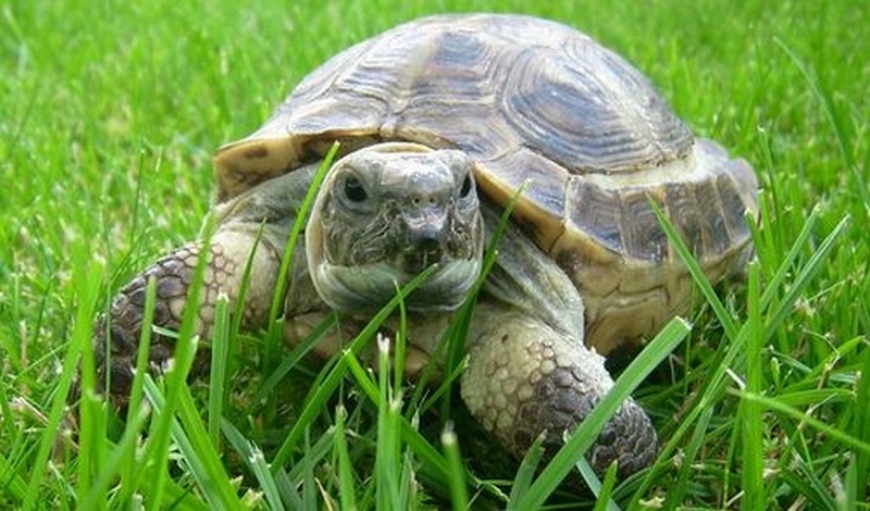 В Южной Америке нашли останки вымершей черепахи размером с автомобиль (ФОТО) 1