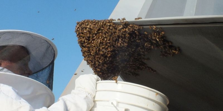 Пчелы атаковали самый современный истребитель США. Военные поступили гуманно