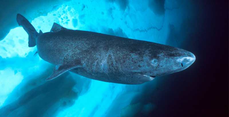 Полярная акула является самым долгоживущим позвоночным животным, - ученые 1