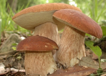 Два в одном. Как в ореховом саду вырастить белые грибы и даже трюфели