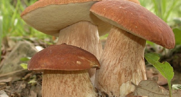 Два в одном. Как в ореховом саду вырастить белые грибы и даже трюфели