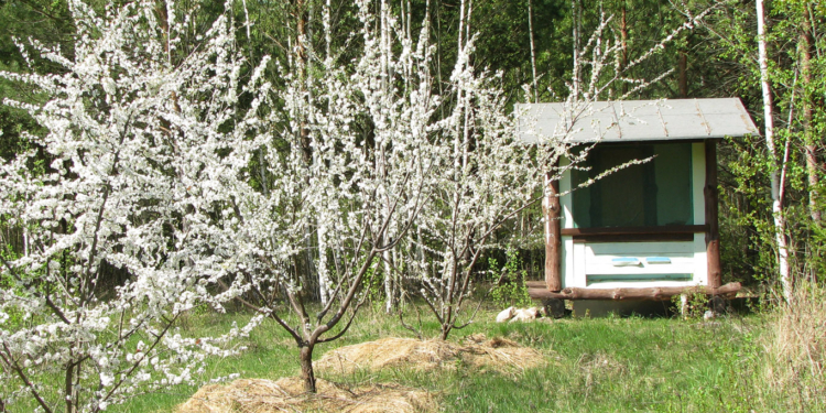 Утро не доброе, замучила бессоница? А вот сон в пчелином доме слаще мёда