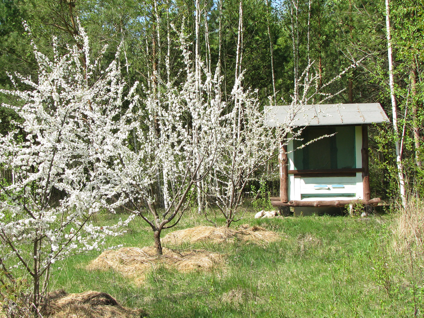 Утро не доброе, замучила бессоница? А вот сон в пчелином доме слаще мёда