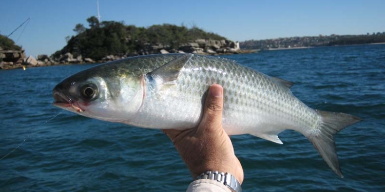 В Николаевской области кефаль – под запретом: рыба ушла на нерест