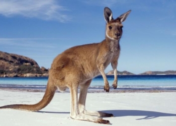 А в Австралии сейчас зима. Кенгуру скользят на дороге и попадают, куда не надо. Хорошо, что есть сердобольные люди