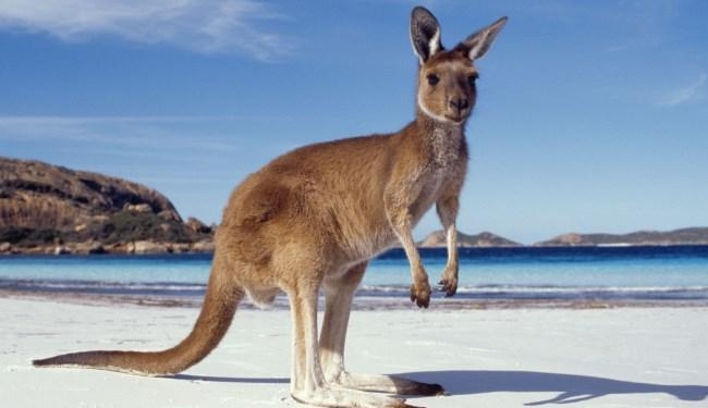 А в Австралии сейчас зима. Кенгуру скользят на дороге и попадают, куда не надо. Хорошо, что есть сердобольные люди