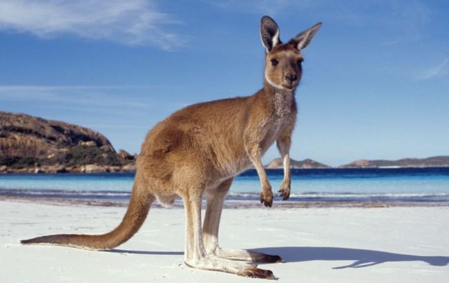 Рідкісний випадок. В Австралії домашній кенгуру вбив господяря. Експерт назвав дивну причину