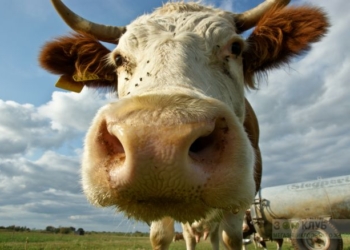 Пострашнее африканской чумы. На животных Украины надвигается страшная хвороба