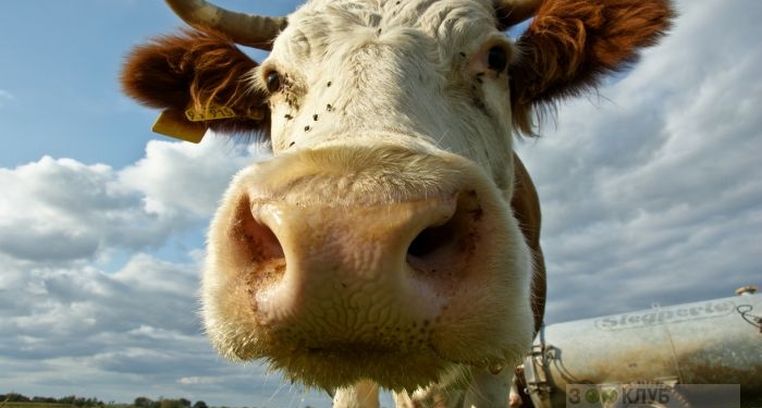 Пострашнее африканской чумы. На животных Украины надвигается страшная хвороба