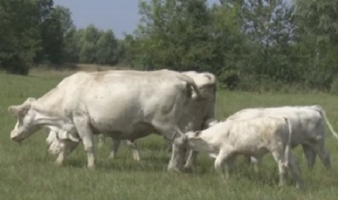 Импортные коровы молока не дают, но разводить их выгоднее. История закарпатского фермера 1