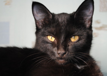 Учитесь, люди, помогать ближним. Кот помог собаке вырваться из плена