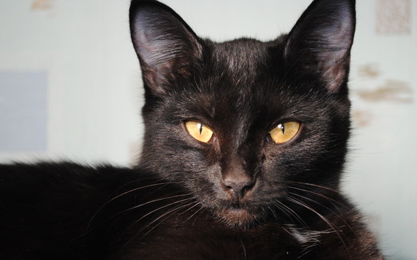 Учитесь, люди, помогать ближним. Кот помог собаке вырваться из плена