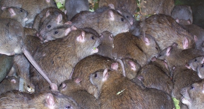 Полчища серых крыс атаковали город в РФ. Они никого не боятся и ни от кого не прячутся