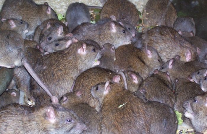 Николаевский департамент ЖКХ упорно продолжает платить за борьбу с крысами фирме, которую уличили в невыполнении работ 1