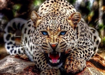 Брачная ночь им запомнилась на всю жизнь. Леопард через окно ворвался в номер к молодоженам