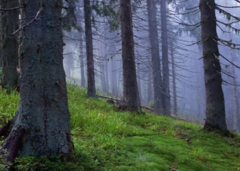 Гослесагенство одобрило обоснованную санвырубку Карпатских лесов