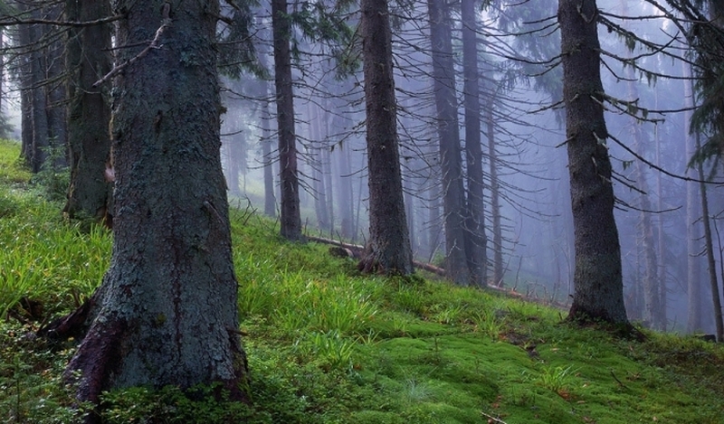 Украина заняла 9 место среди европейских стран по количеству лесов 1