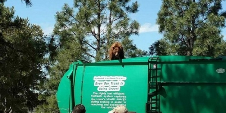 Медведь прокатился на крыше мусоровоза