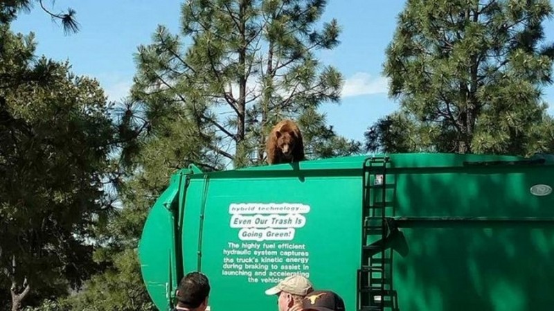 Медведь прокатился на крыше мусоровоза 3