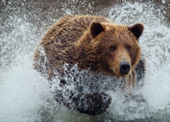 Жарко всем: семейство медведей пришло освежиться на многолюдный пляж