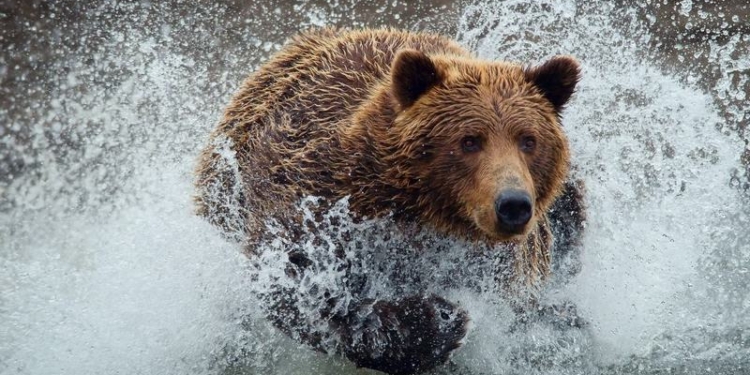 Жарко всем: семейство медведей пришло освежиться на многолюдный пляж