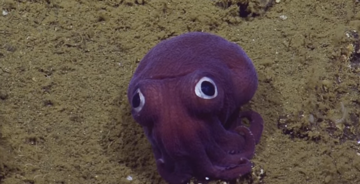 Круглый, яркий и глазастый. На огромной глубине ученые сняли моллюска, который больше похож на игрушку